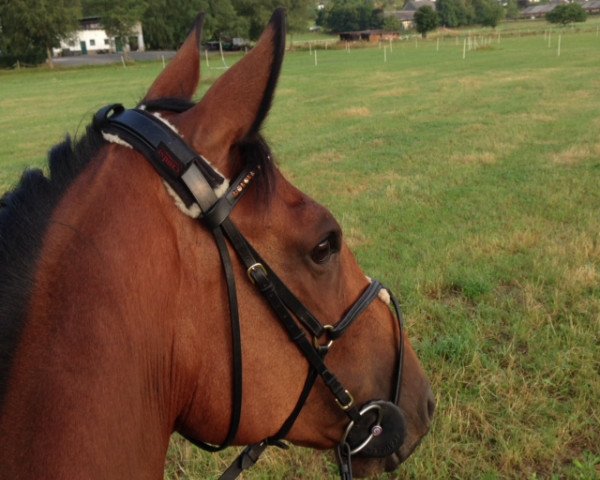 jumper Curtis Blue (Hanoverian, 2008, from Chacco-Blue)