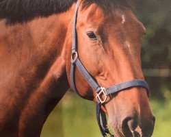 dressage horse Caipirinha 8 (Hanoverian, 1996, from Carbid 3)