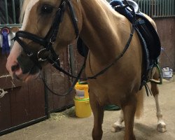 horse Valentine' s Day (German Riding Pony, 2012, from Veltin)