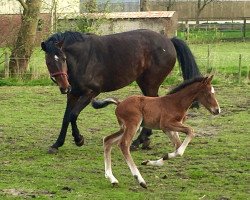 Springpferd Cool Blue Eye (Holsteiner, 2017, von Cash and Carry)