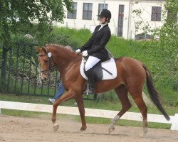 dressage horse Merle (German Riding Pony, 2007, from Merlin)