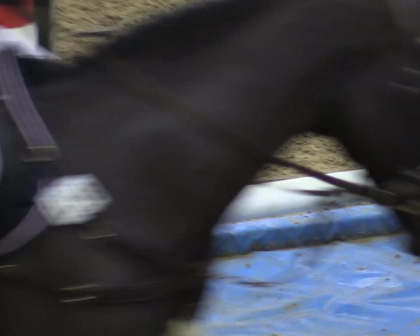 Reitturnier Münster-Handorf 2018
