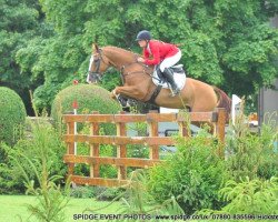 jumper Willem de Lux (KWPN (Royal Dutch Sporthorse), 2003, from Lupicor)