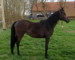 broodmare SK Devana (Arabian thoroughbred,  , from MK Diabolo ox)