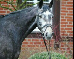 Springpferd Leeland (Polnisches Warmblut, 2009, von Bajou du Rouet)