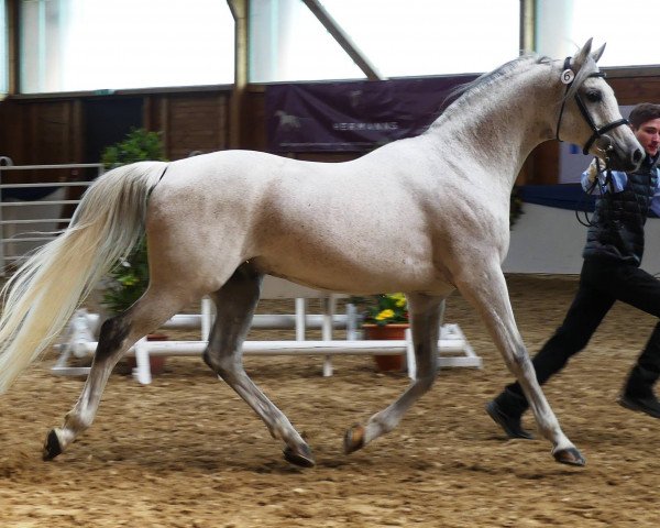 stallion MK Diabolo ox (Arabian thoroughbred, 2006, from Nadeshnij ox)