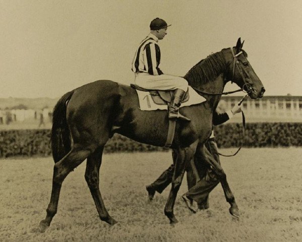stallion Dionys xx (Thoroughbred, 1928, from Herold xx)
