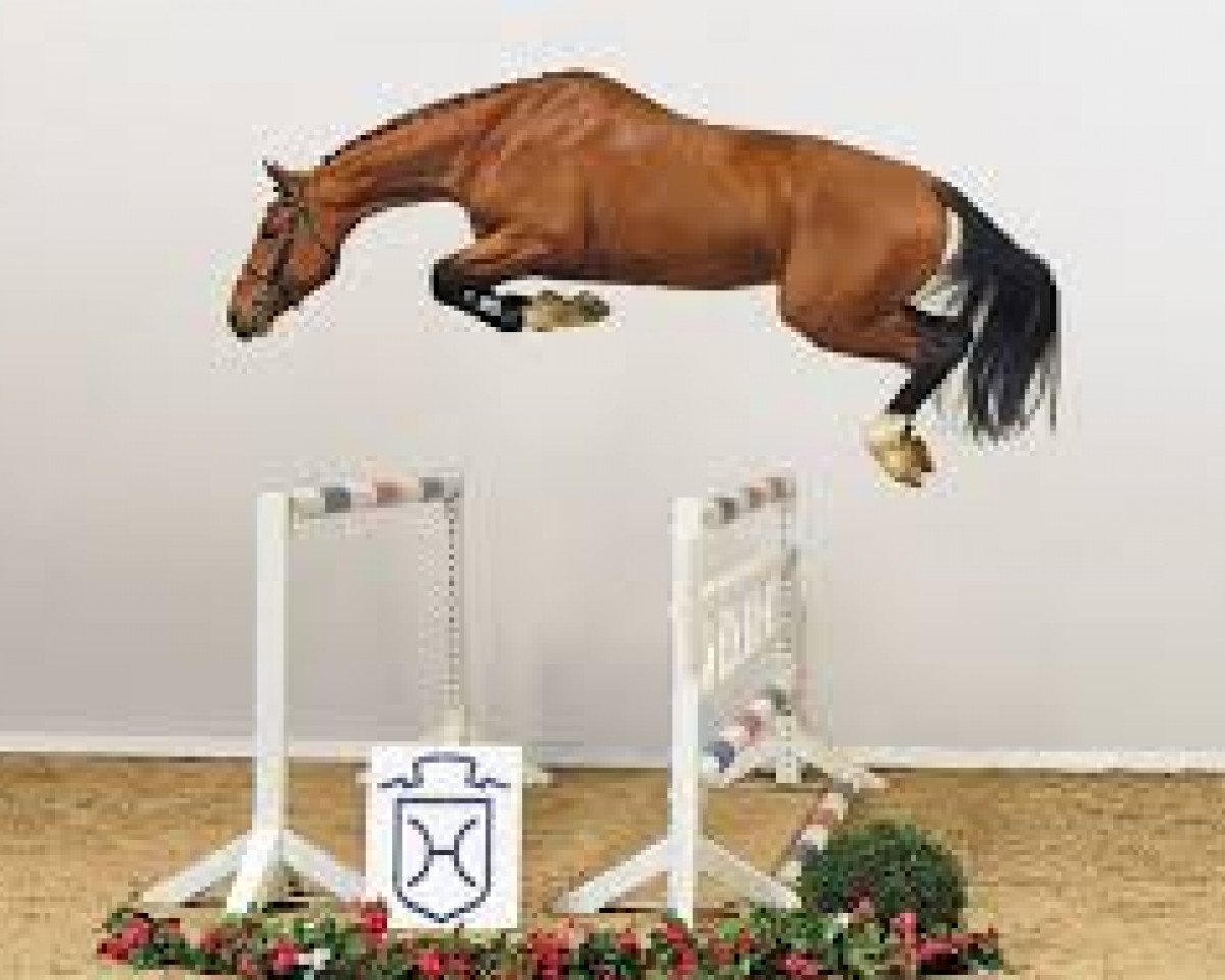 stallion Del 'Arko d'Henvet (Selle Français, 2013, from Tsunami de Hus)