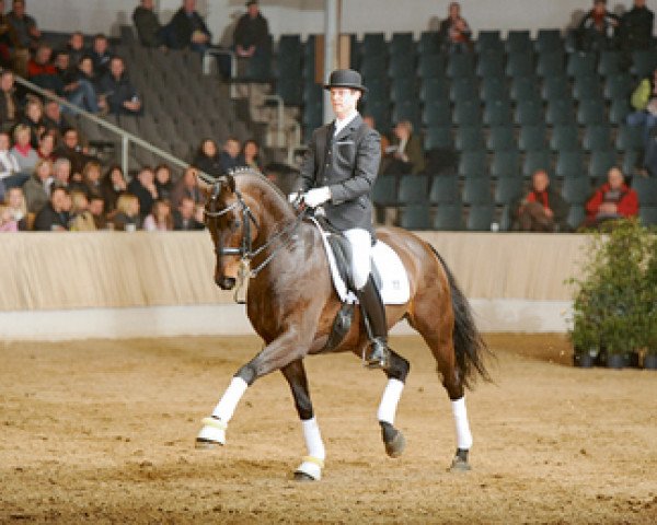 stallion Don Roncalli (Hanoverian, 2000, from Donnerhall 11)
