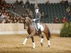 stallion Don Roncalli (Hanoverian, 2000, from Donnerhall)