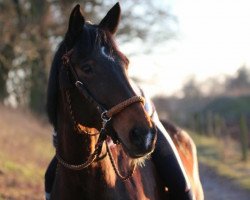 broodmare Peggy Sue (Saxony-Anhaltiner, 2001, from Prestige Pilot)