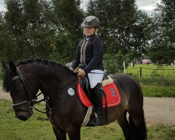 dressage horse Don Carlos S (German Riding Pony, 1999, from Diamond Dream)