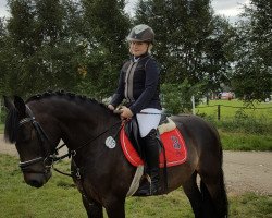 dressage horse Don Carlos S (German Riding Pony, 1999, from Diamond Dream)