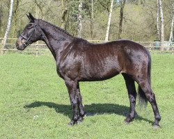 broodmare Emma (Hanoverian, 2004, from Embassy I)