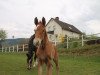 dressage horse Spot White (Westphalian, 2017, from Sir Heinrich OLD)