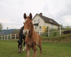 Dressurpferd Spot White (Westfale, 2017, von Sir Heinrich OLD)