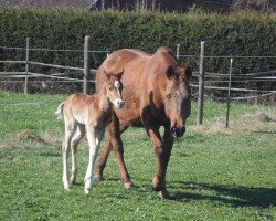 Deckhengst Sam (Quarter Horse,  , von Pines Major)