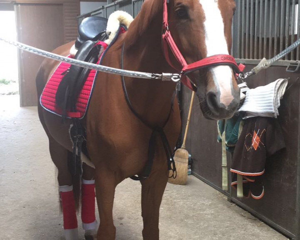 dressage horse Felina 133 (German Warmblood, 2004, from Fit for Fun)