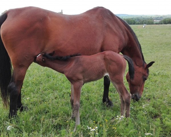 broodmare Flash Light (Thuringia, 1994, from Champ of Class)