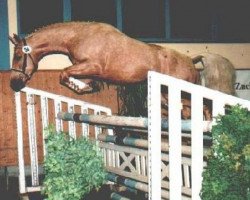 stallion Blonder Hans (Brandenburg, 1997, from Atom)