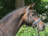 stallion Royal Cavalier (Hanoverian, 2010, from Royaldik)