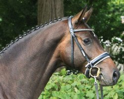 stallion Royal Cavalier (Hanoverian, 2010, from Royaldik)