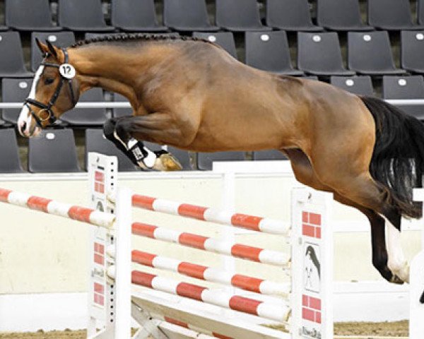 stallion Cascador (Hanoverian, 2014, from Cascadello)