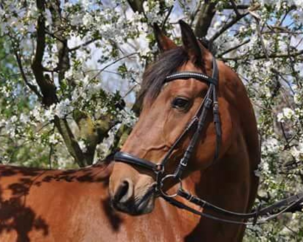 horse Chiara K (Rhinelander, 2002, from Coriando)