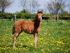 broodmare Ma Fleur Net (German Riding Pony, 2016, from Danny Gold)