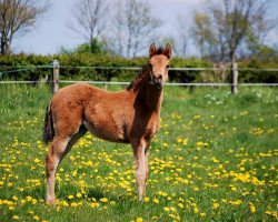 Zuchtstute Ma Fleur Net (Deutsches Reitpony, 2016, von Danny Gold)