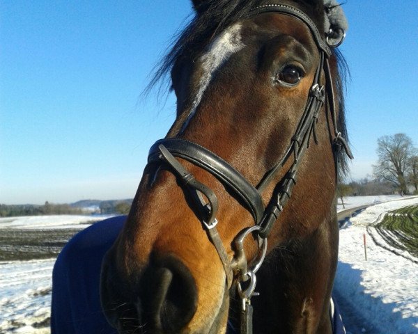 horse Emil (Oldenburg show jumper, 2002, from Cadillac)