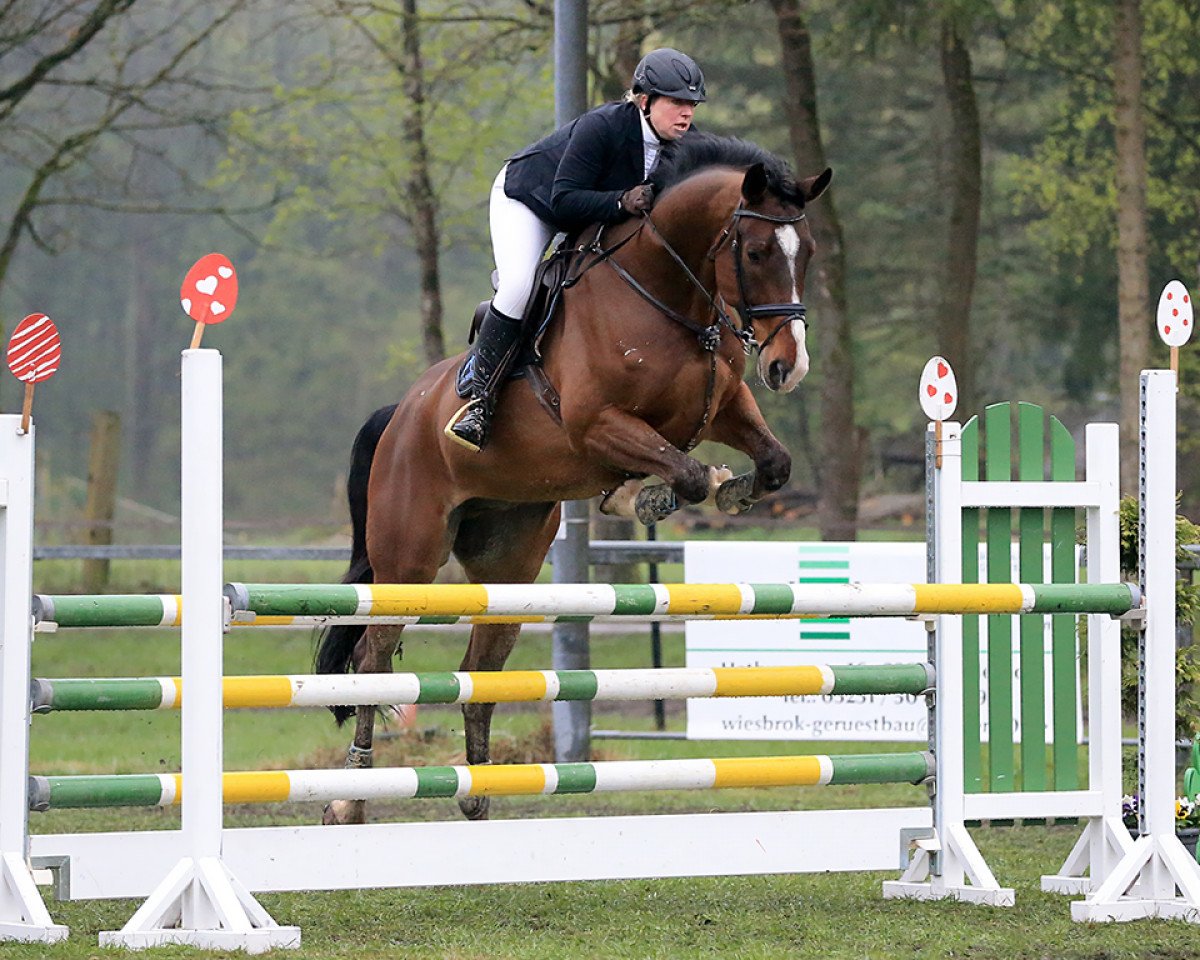 jumper Caliskan 3 (Westphalian, 2010, from Coronas 2)