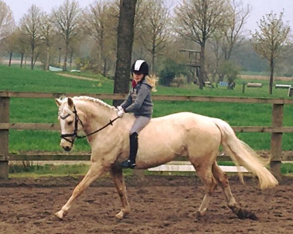 broodmare Immenmoor Venja (German Riding Pony, 2006, from Day of Whisper)