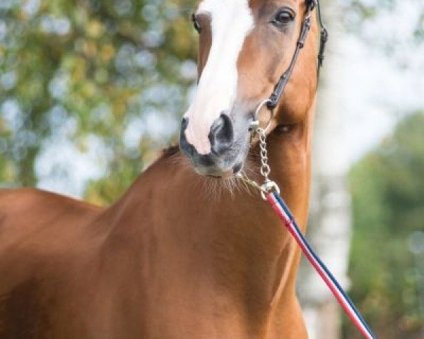 jumper Alhaugs Philipe (Norwegian Warmblood, 2006)