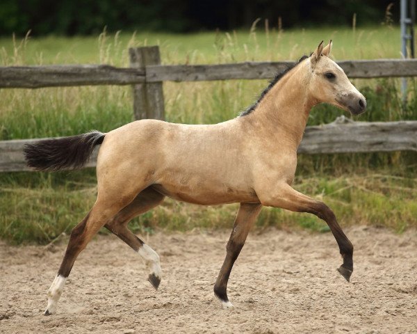 jumper Cumba (German Riding Pony, 2015, from Casino de Luxe)
