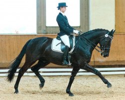 dressage horse Matcho Hit (Württemberger, 2002, from Matcho Son)