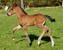 Deckhengst Starflash (Deutsches Reitpony, 2011, von Skargens Spartakus)