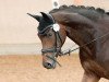 dressage horse Fräulein Finja (Westphalian, 2010, from Fifty Cent)