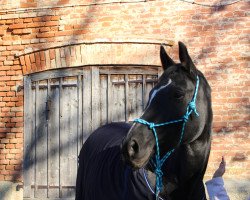 dressage horse Walentina la souris (Oldenburg, 2009, from Weltmeyer)