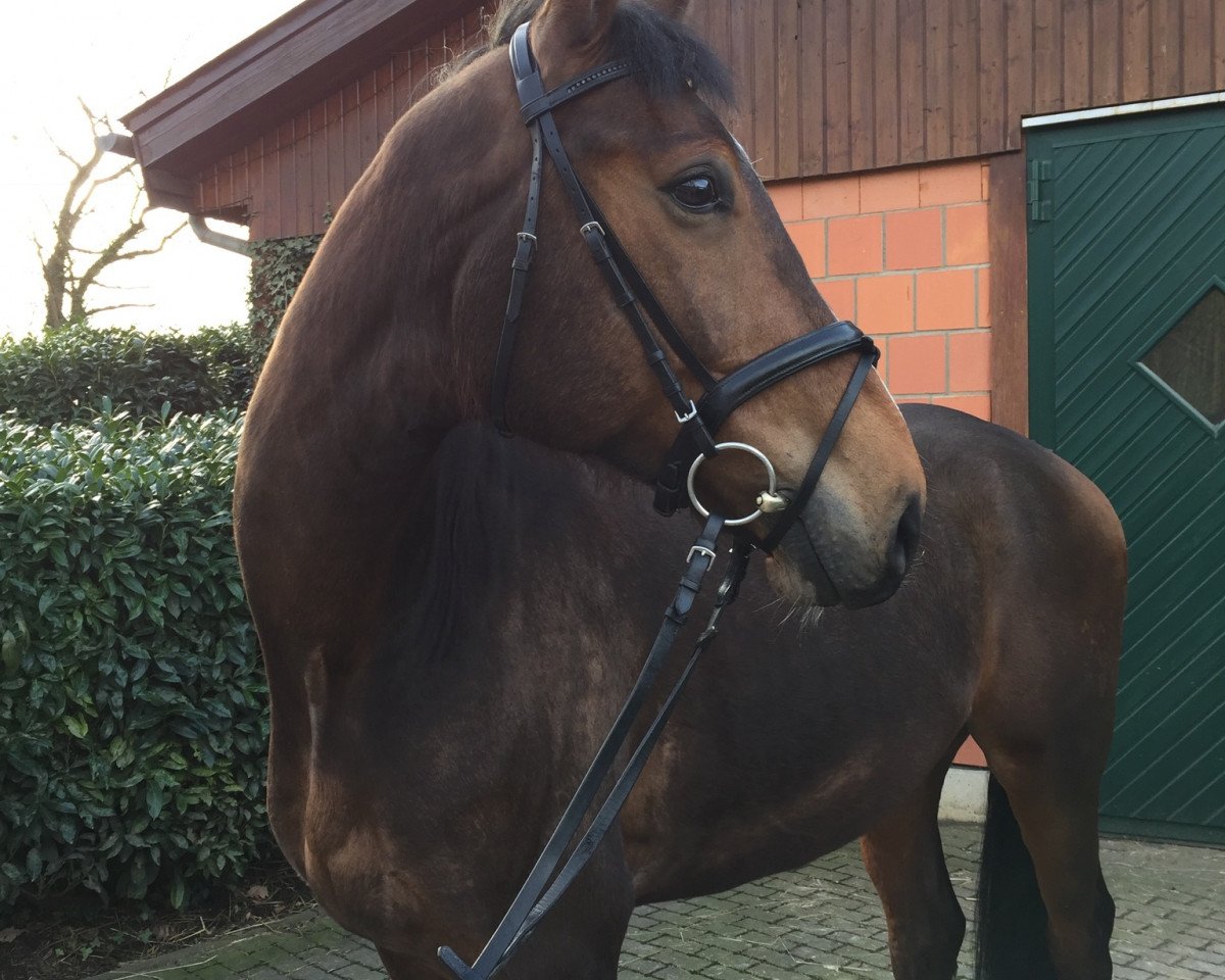 jumper San Tzu (Hanoverian, 2011, from Sir Calypso)