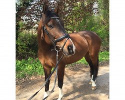 dressage horse Lupone TS (Bayer, 2008, from Lizarazu)