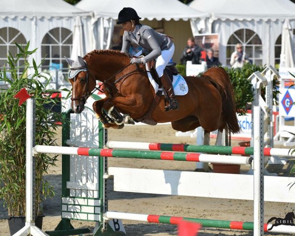 jumper Coerly Sue (German Sport Horse, 2008, from Chap 47)