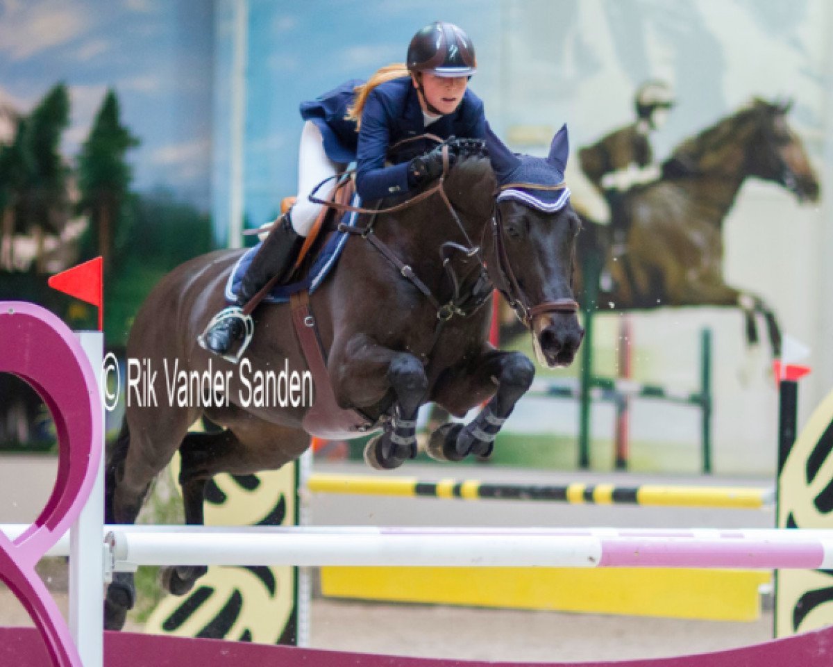 Zuchtstute Verina (KWPN (Niederländisches Warmblut), 2002, von Indoctro)