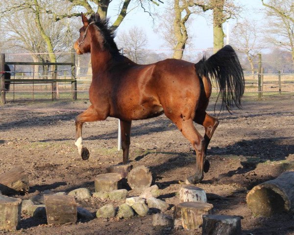 broodmare Querida II (German Sport Horse, 2009, from Quaterback)