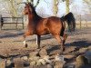 broodmare Querida II (German Sport Horse, 2009, from Quaterback)