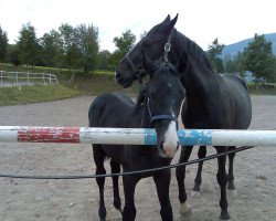 broodmare Gina (Bavarian, 1992, from Cosinus B)