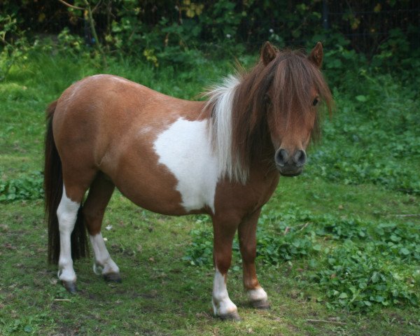 Pferd Rosi (Shetland Pony (unter 87 cm), 2013, von Rebell)