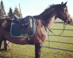 dressage horse Louisdor 72 (Hanoverian, 2003, from Latimer)