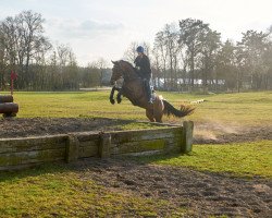 jumper Casskenia S (German Sport Horse, 2013, from Casskeni II)