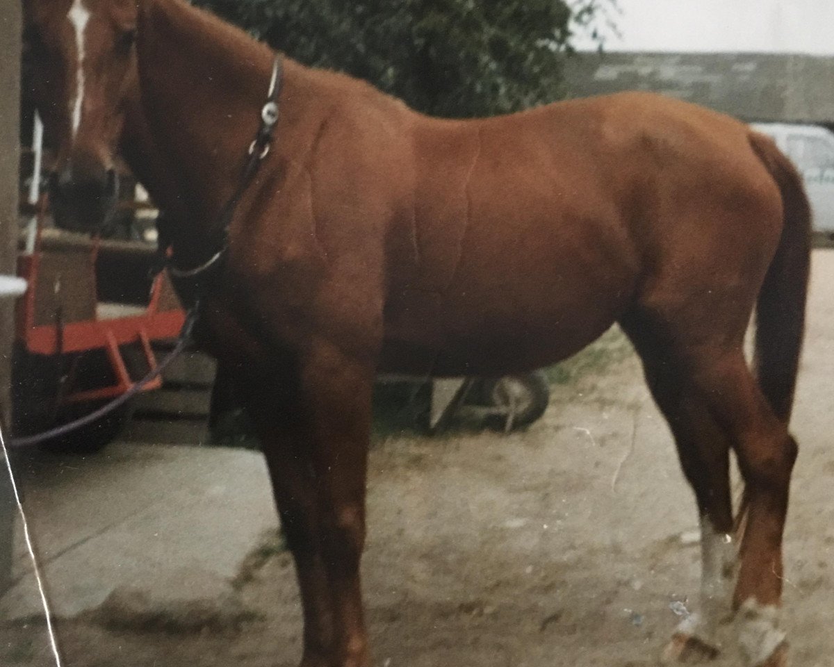 Zuchtstute Thea (Mecklenburger, 1979, von Trafaret)